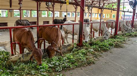 India Dairy Livestock Services